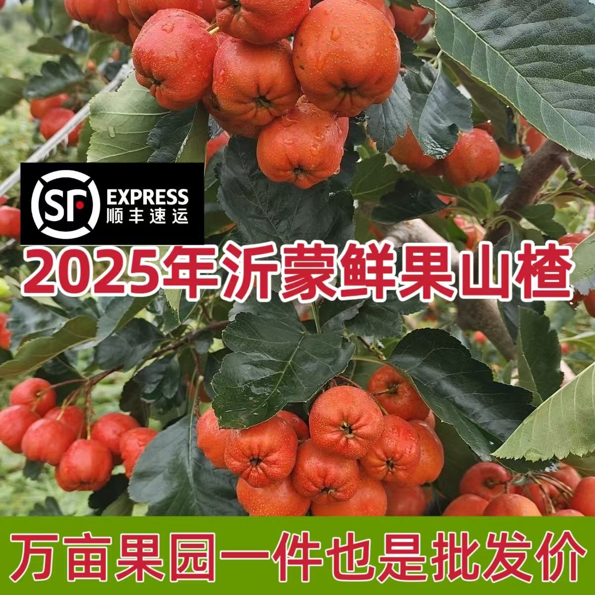 2025鲜果山楂现摘现发棉球大金星鲜果山楂酸甜可口一件批发