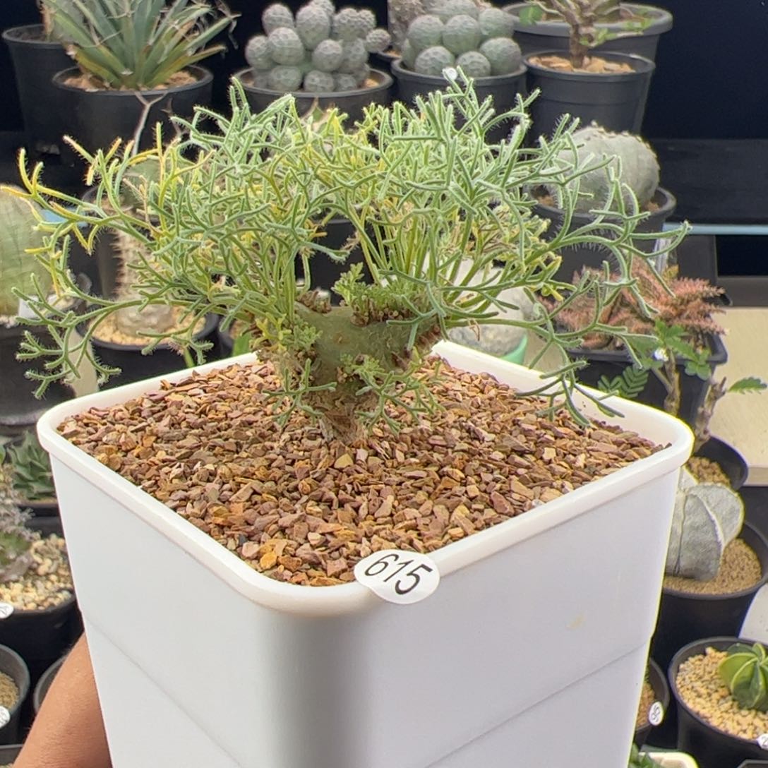 白皮月界种播实生一物一拍