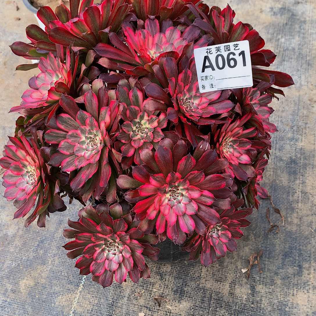 现***实061多肉年后法师