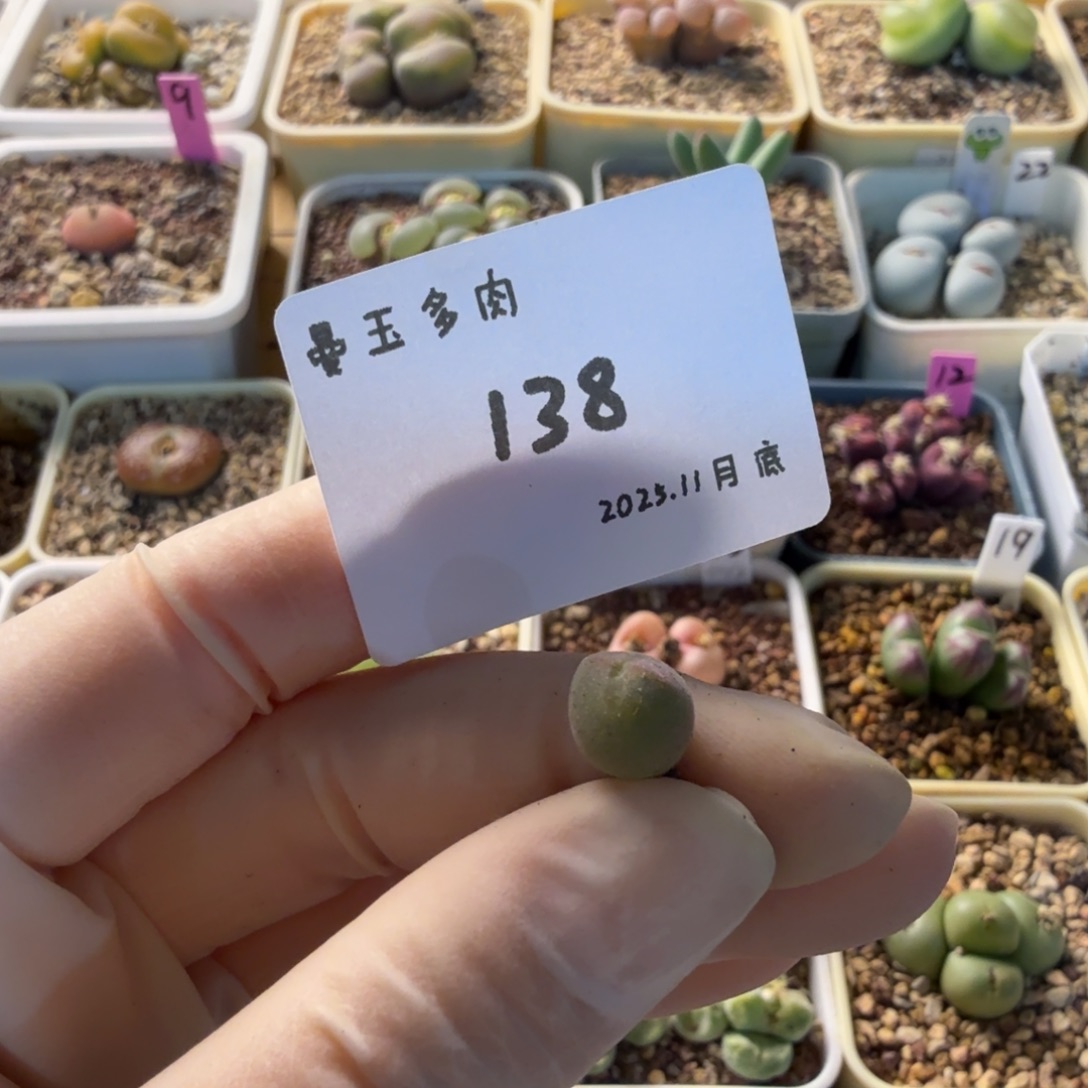 a***砹多肉多肉多肉11-138