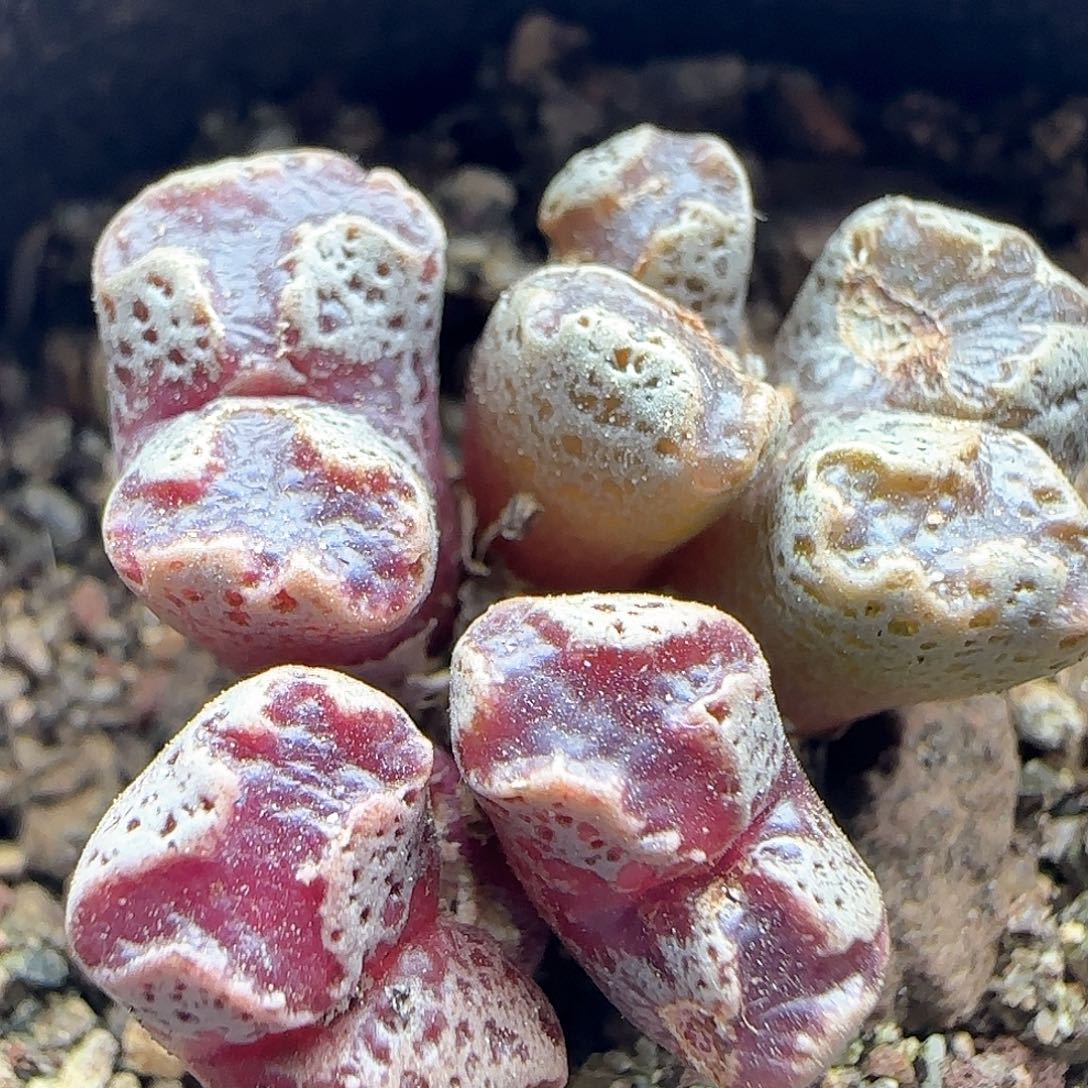 脱土年后发货24286