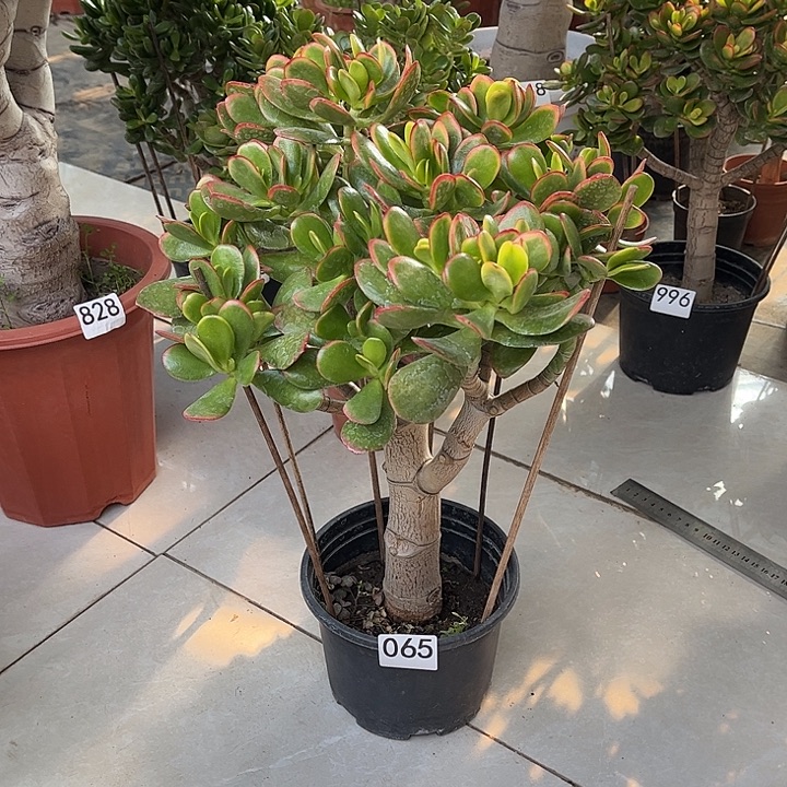 彩玉树花月独杆老桩