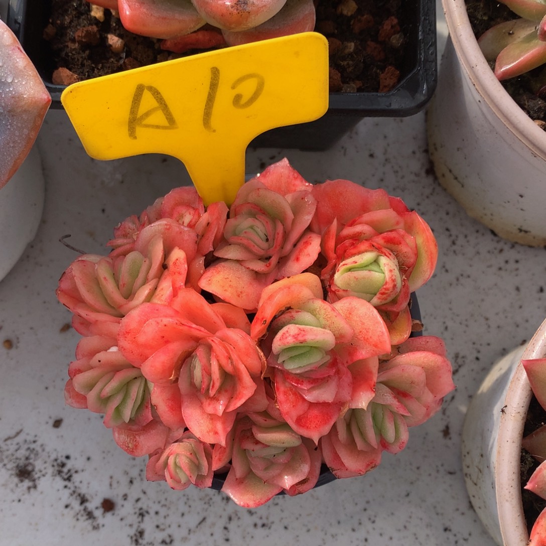 冰玫瑰锦626262626262