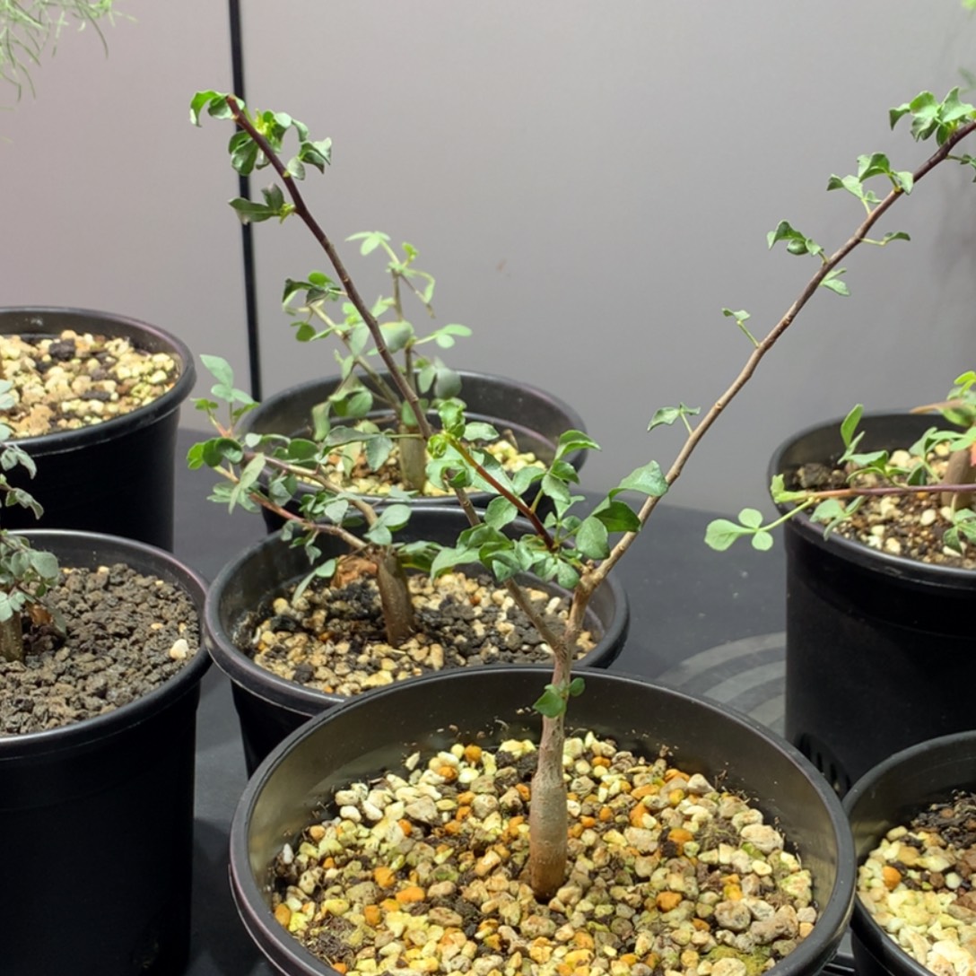 自***行卷叶卡塔夫实生带盆土