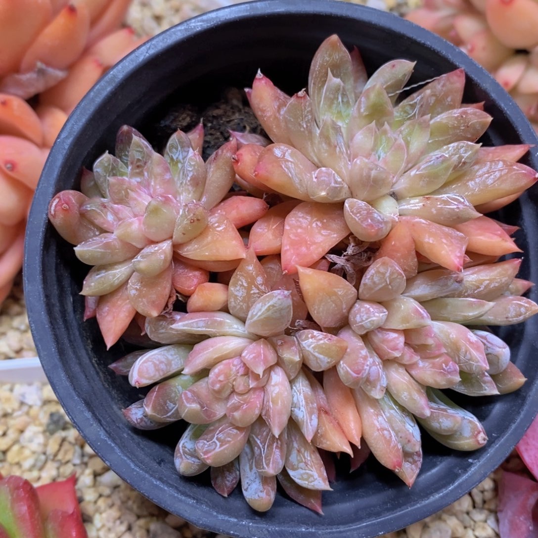 一物一拍多肉植物满38米包邮，可问主播品种