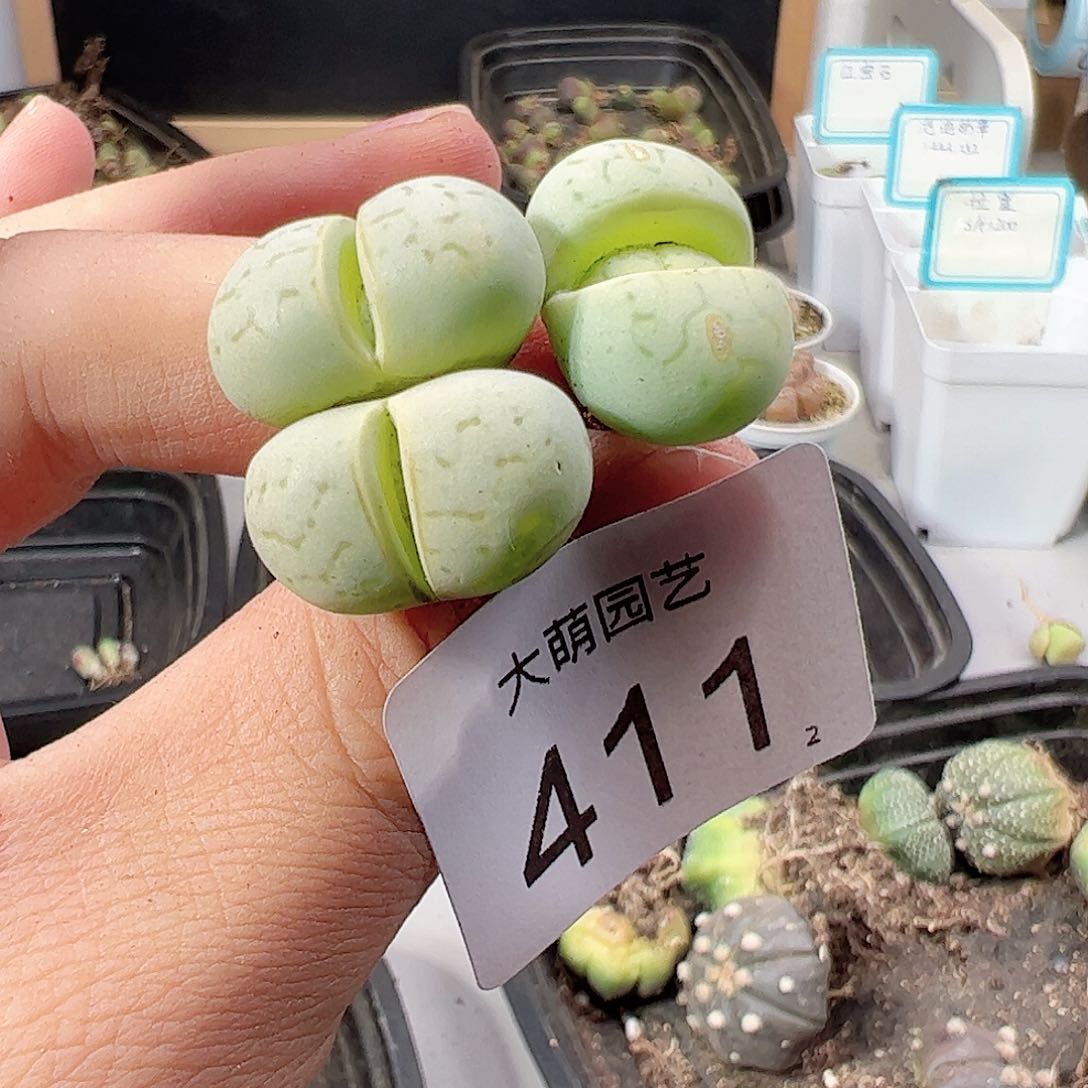 0000411 一物一拍……