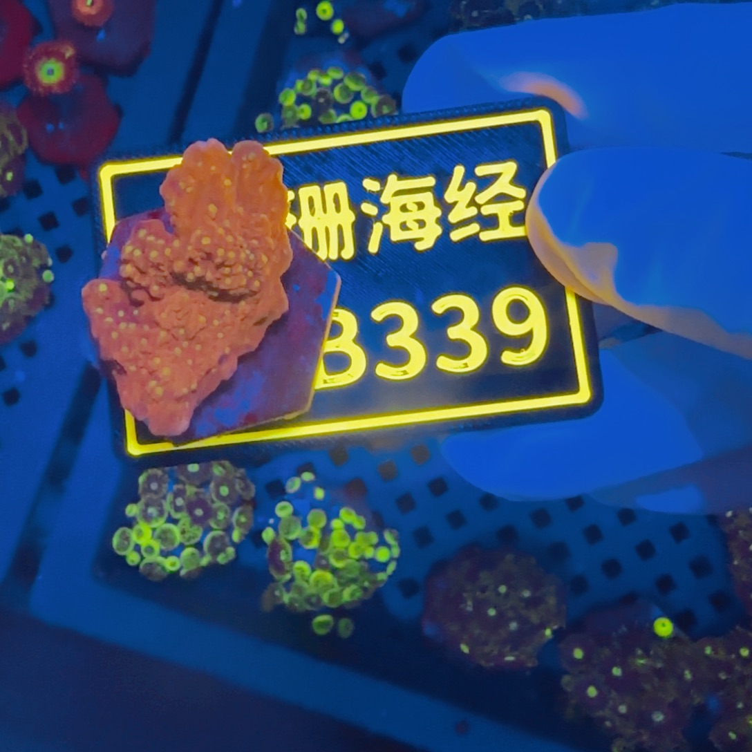 纽扣珊瑚起*晓晓不包邮红瓦B339