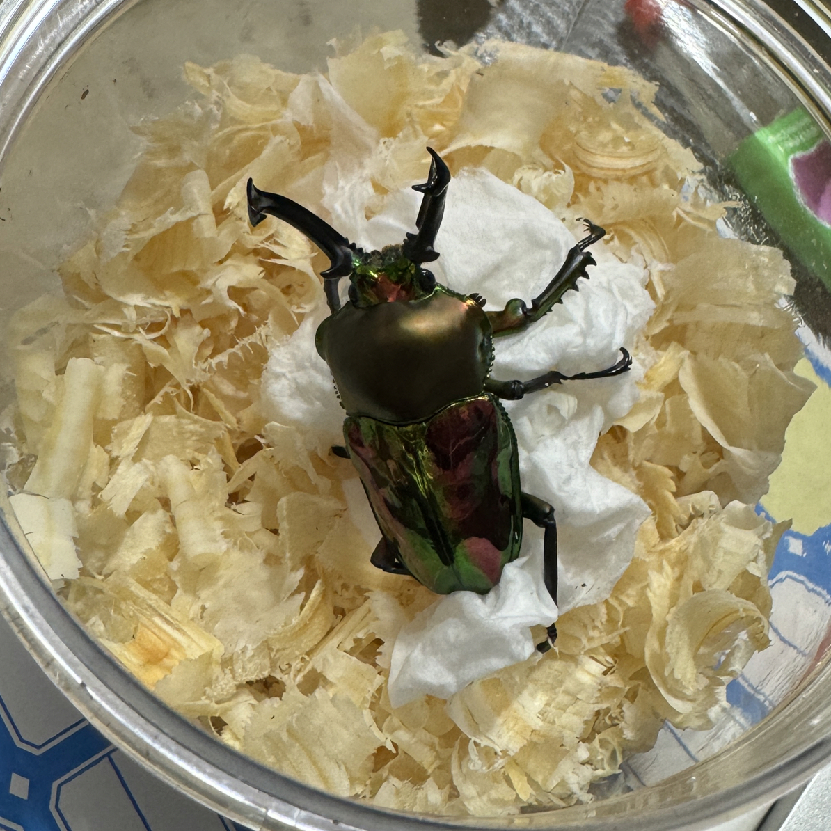 彩虹锹甲 成虫 活体（38号）52mm