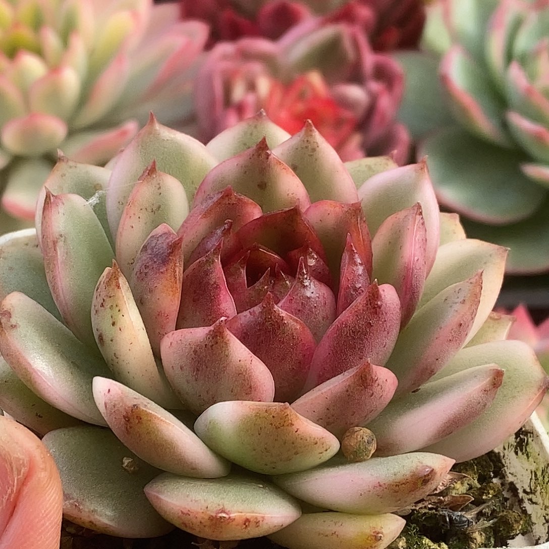 445水晶哈哈哈哈哈哈哈哈