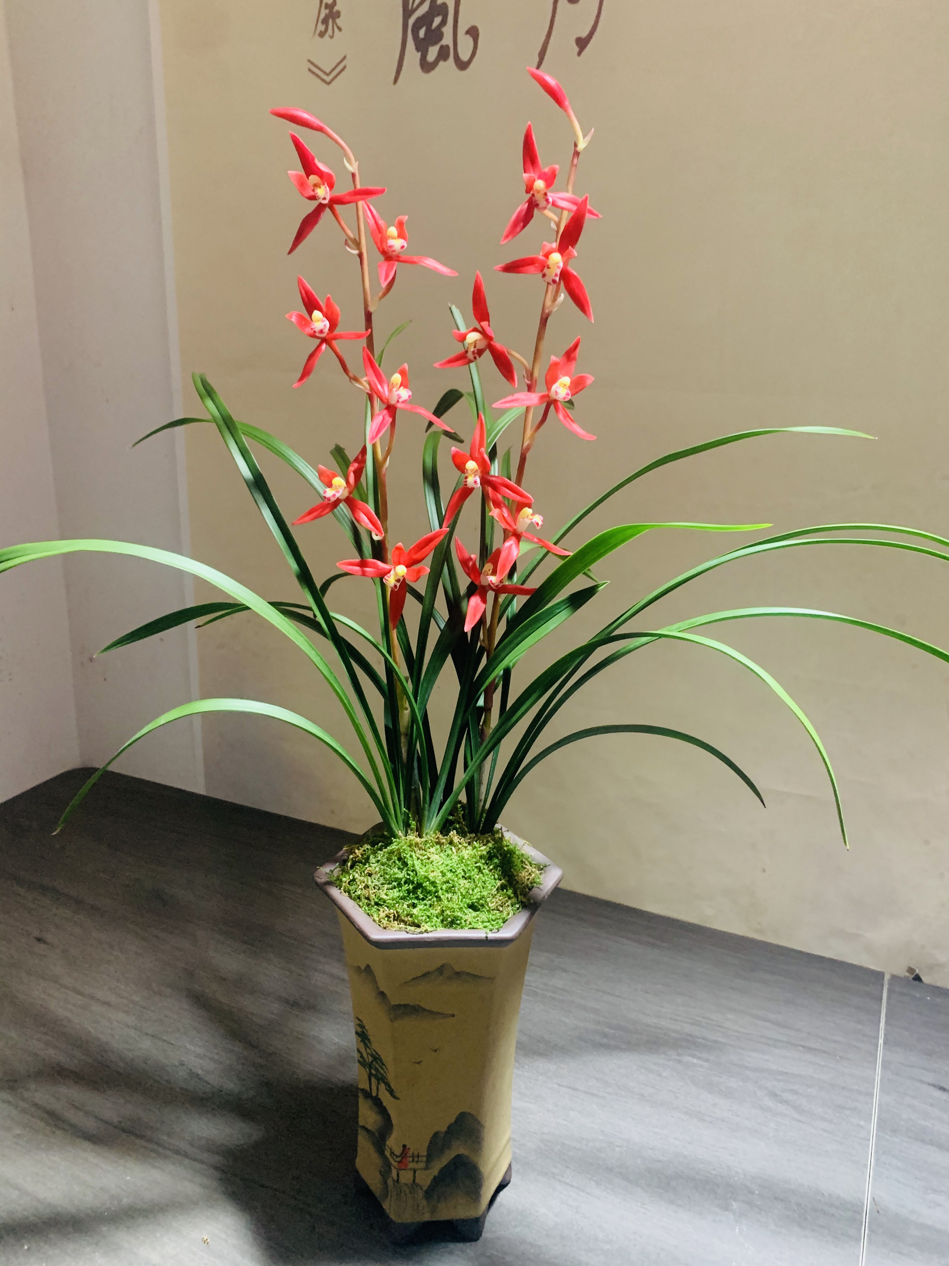 寒兰-红如意-浓香好养绿植花卉