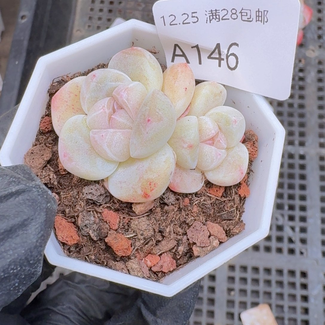 双头冰玉一颗带盆带土