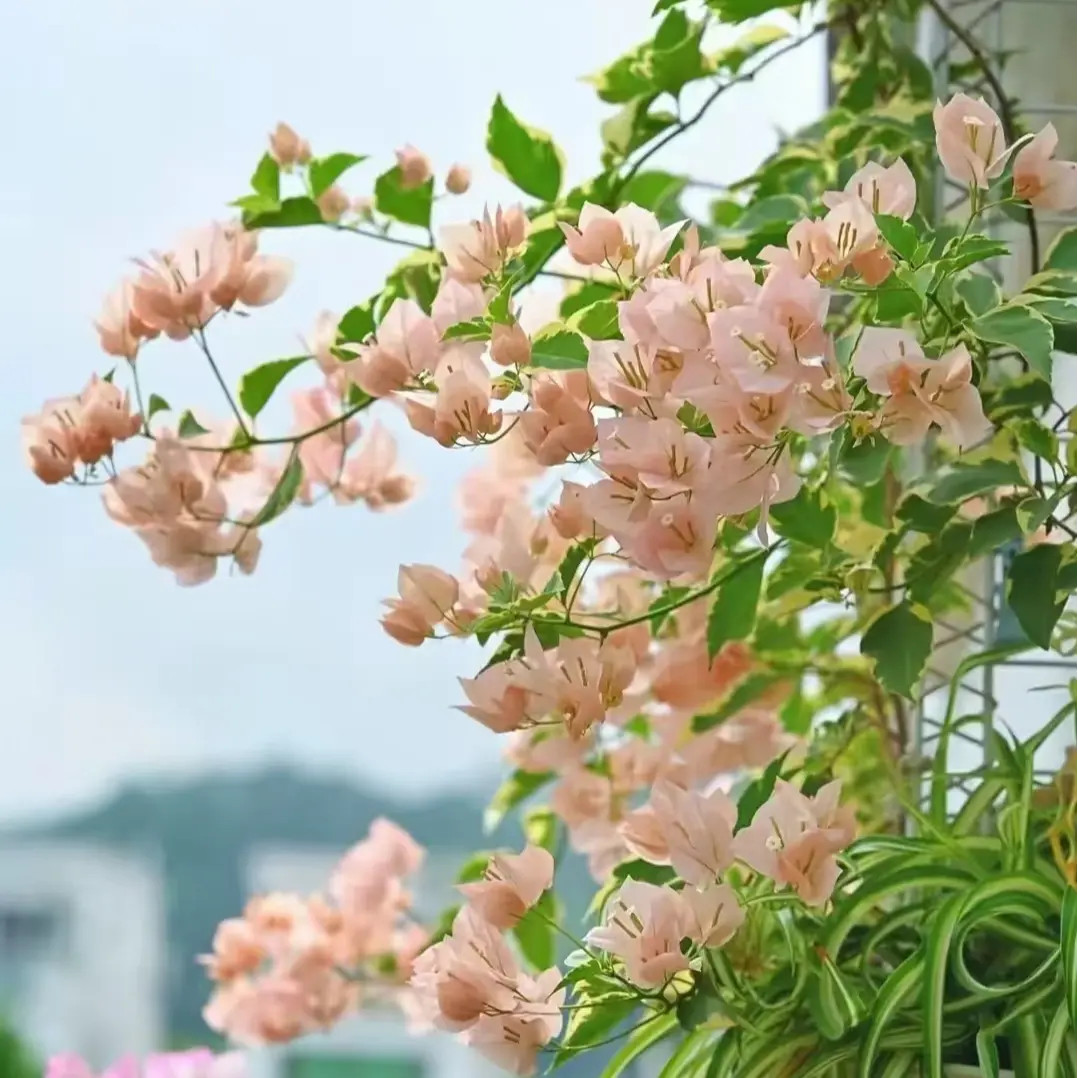 【金边马斯·佩拉克】三角梅带花勤花盆栽可庭院阳台原盆土有根系