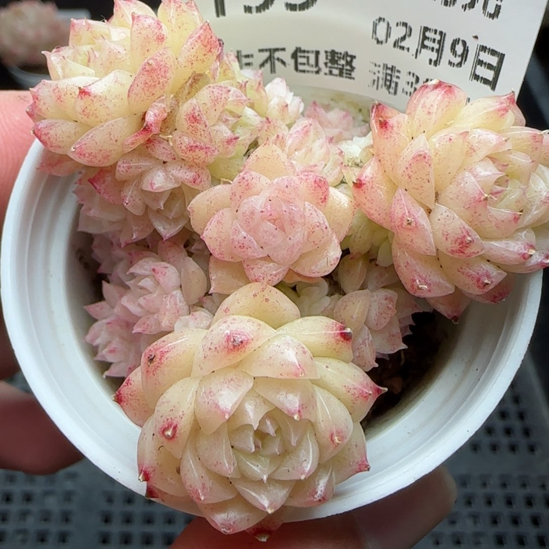 0209-153麦秆麦秆