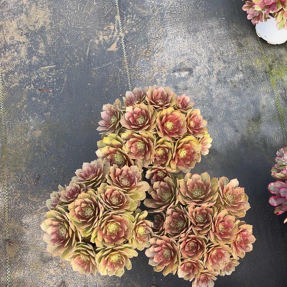 桃花石桃花石漂亮