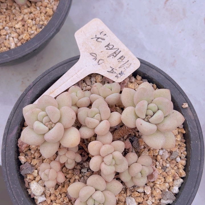 健健康康平平安安