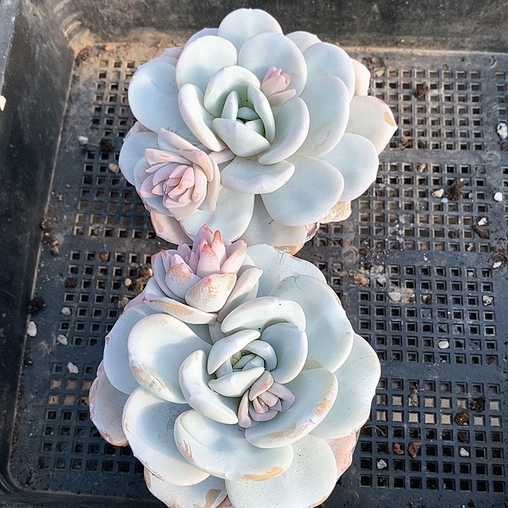 直播间2颗雪莲一组