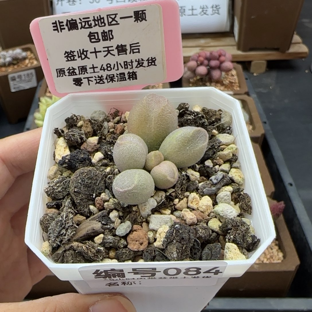 084哈密瓜多肉植物