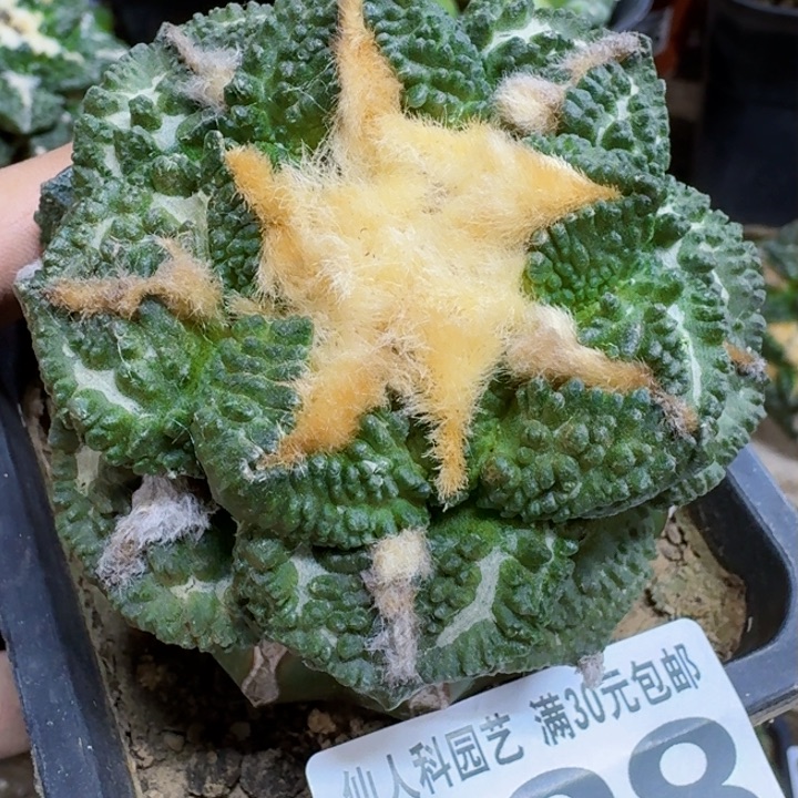 福利苗接龟甲128