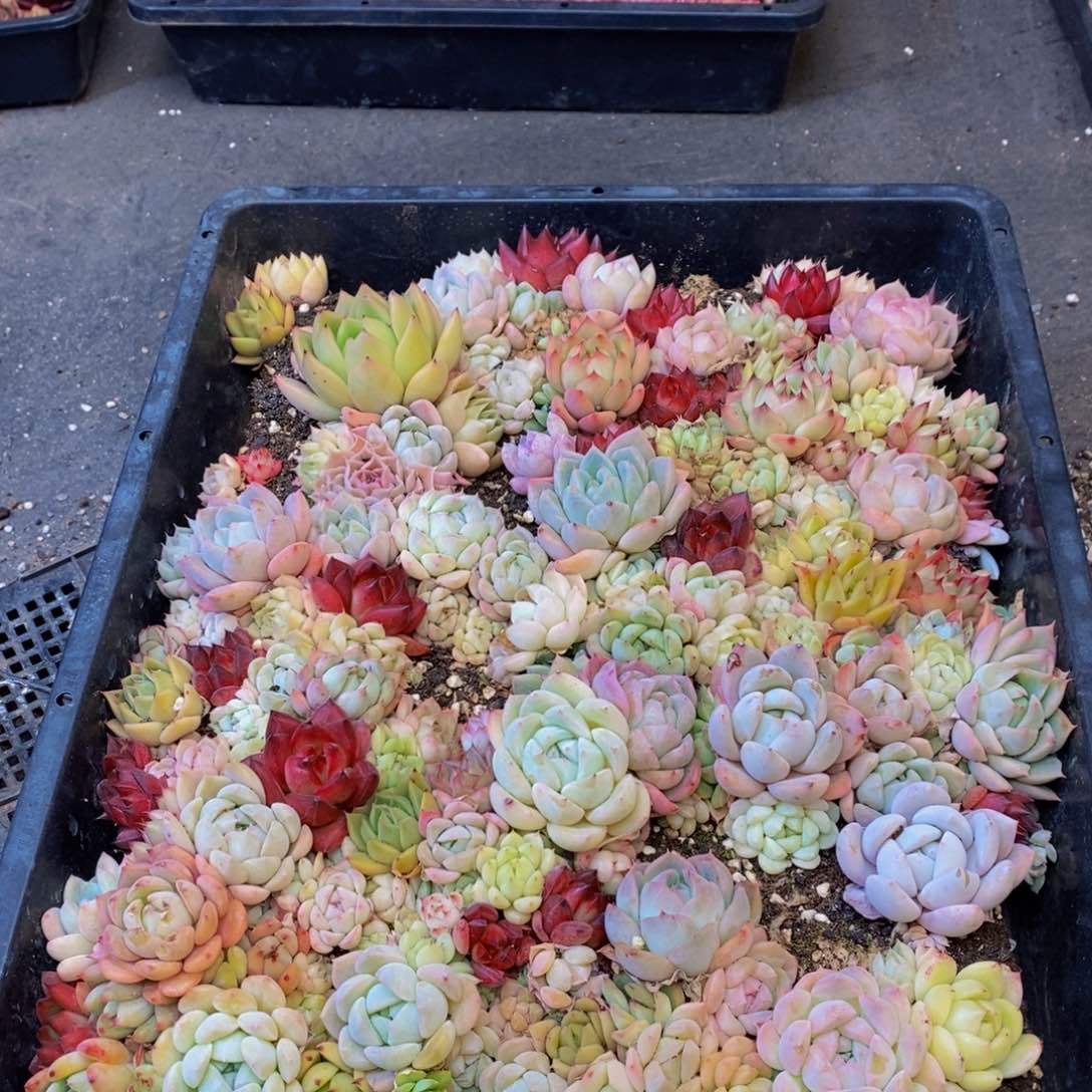 881多肉植物我都不知道