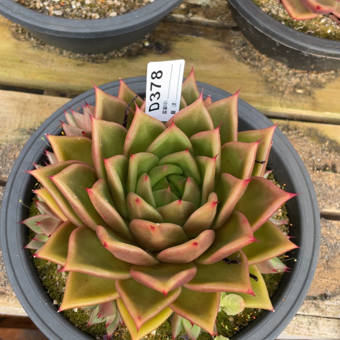 无花朵若如东云单拍D378