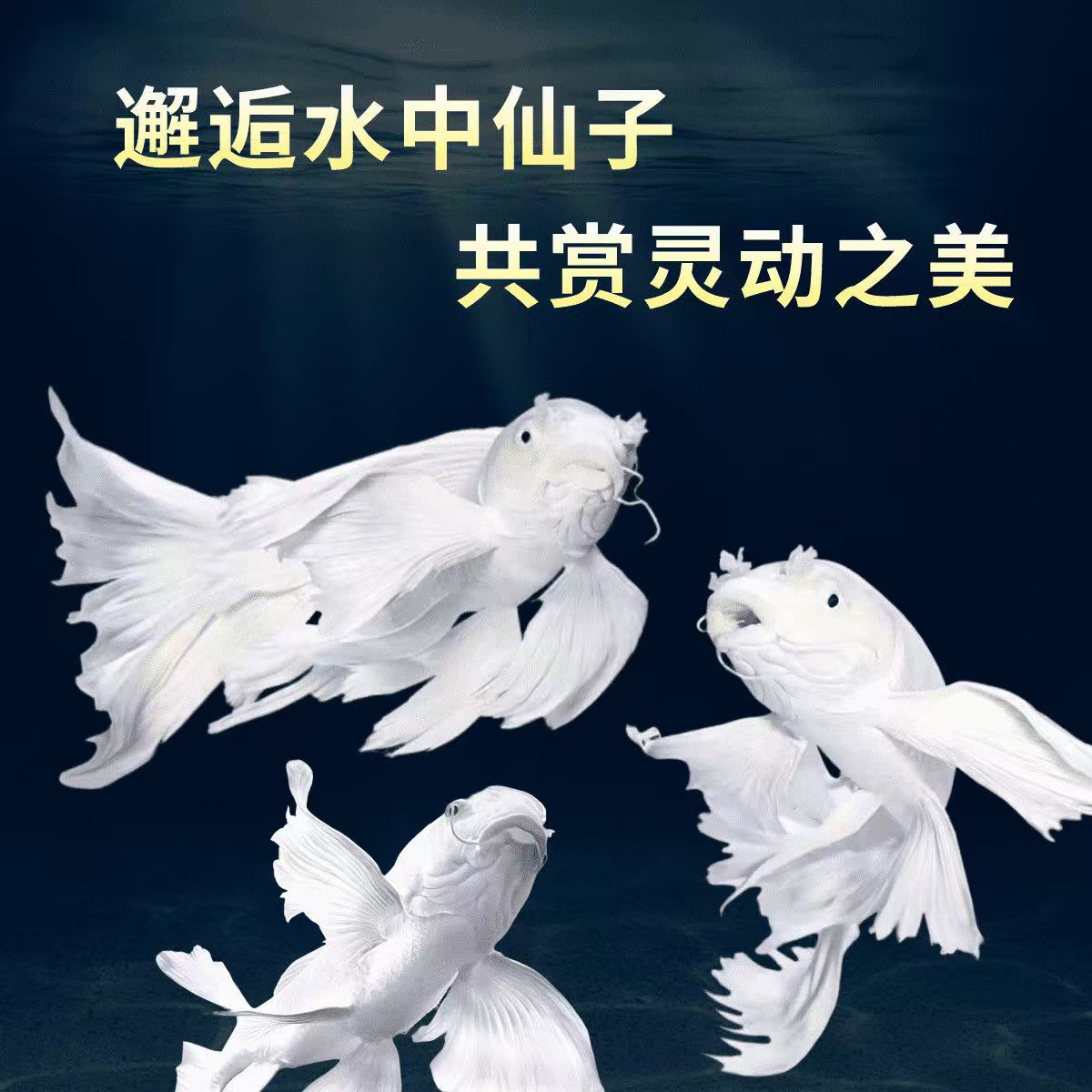 蝴蝶鲤鱼精品台系纯种白色普身贵妃体观赏鱼养鱼饲养活体发货养殖