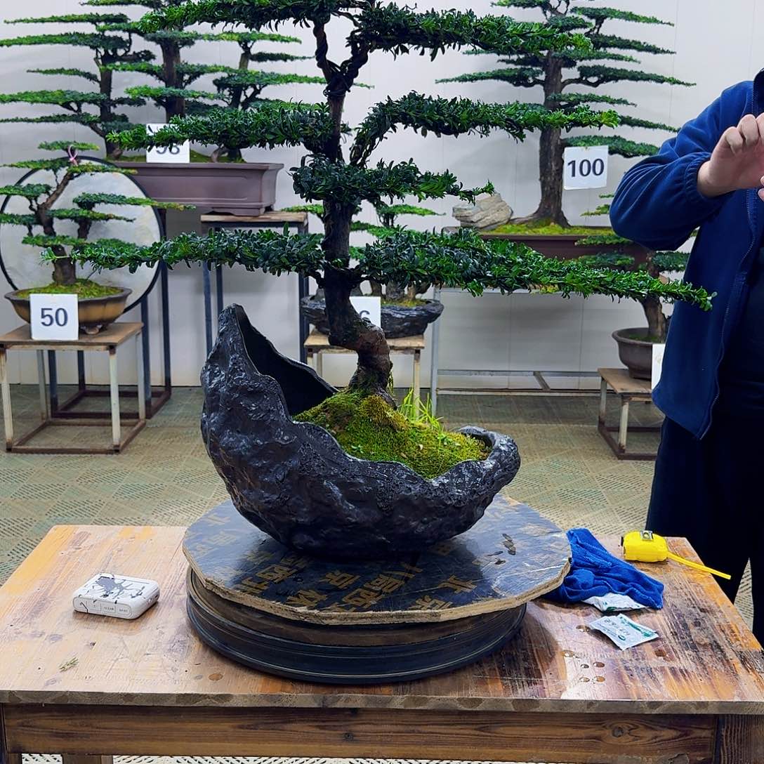 无花朵珍珠红芽罗汉松造型盆景