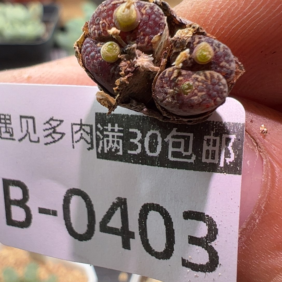 曦***曦403 多肉植物111111111111