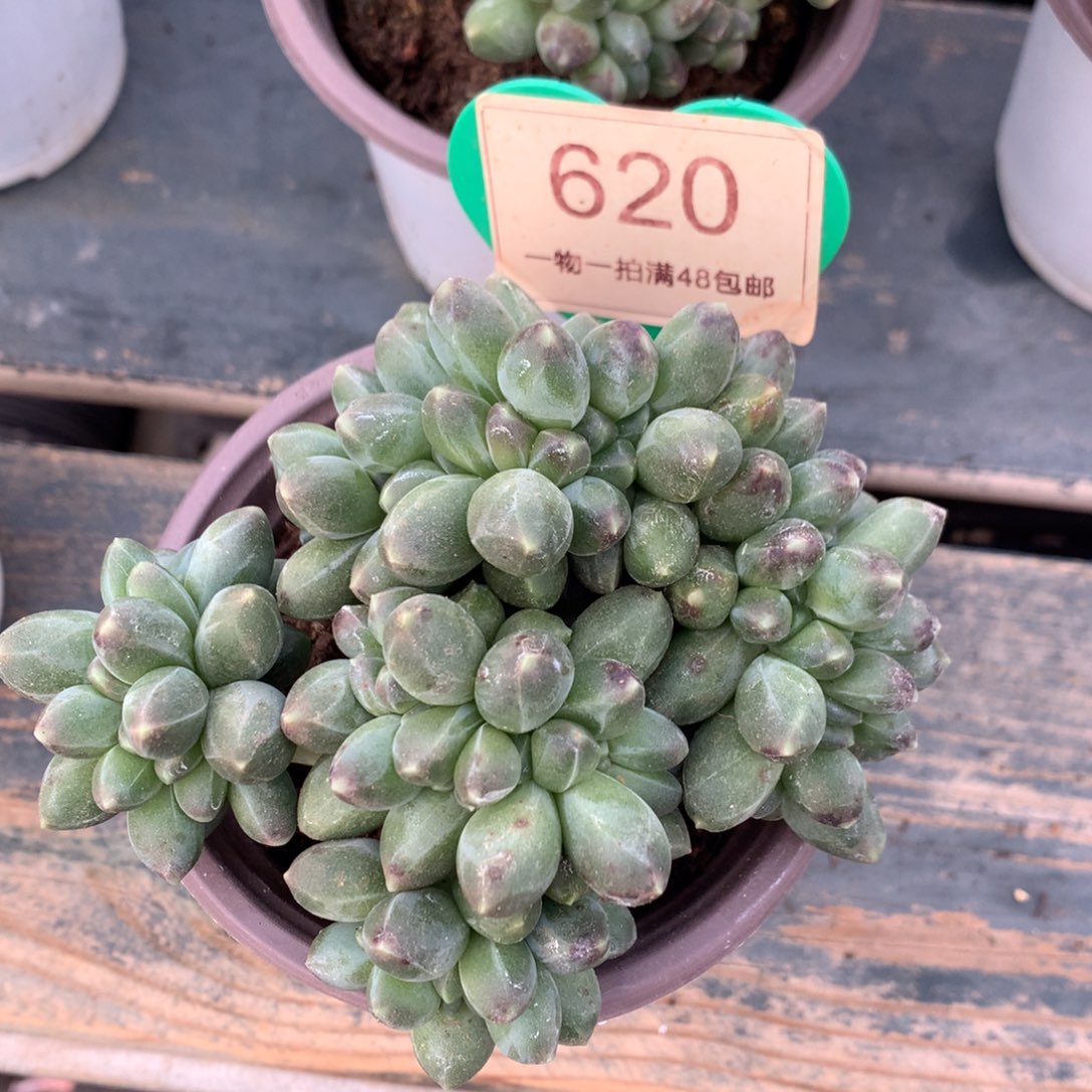 千代田之松缀化620