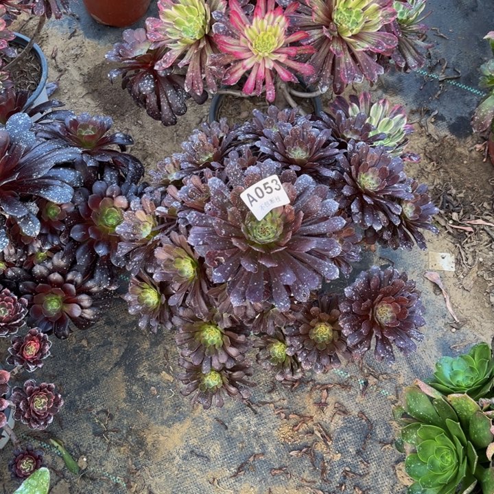 053黑黄多肉法师不包断枝