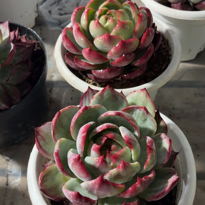 多肉植物惊鸿仙子