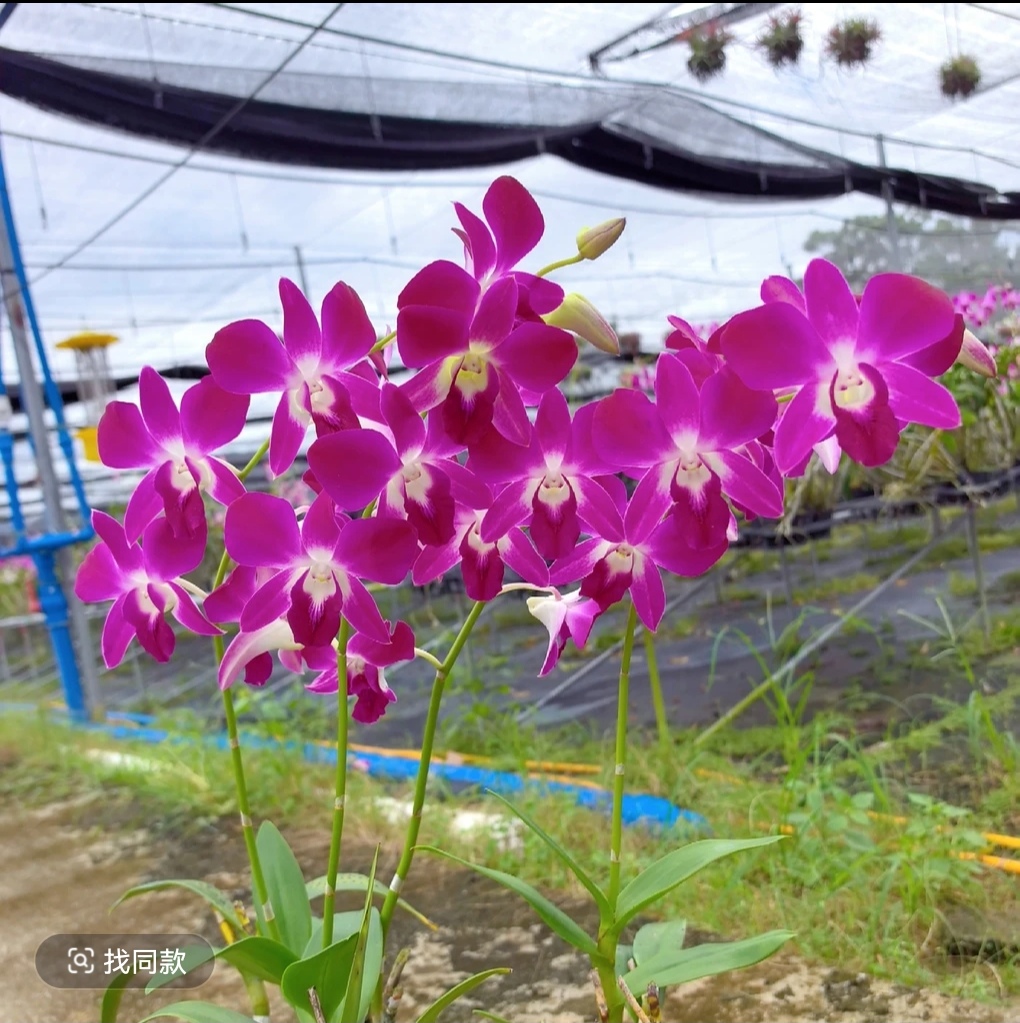 三亚阳光秋石斛兰（福利商品不保花剑）兰花