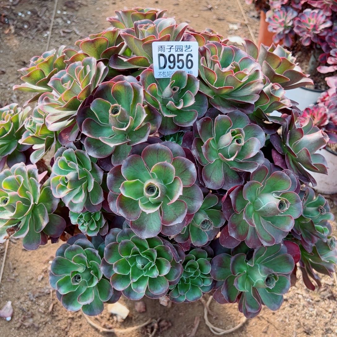 956魅金玫瑰雨子多肉植物