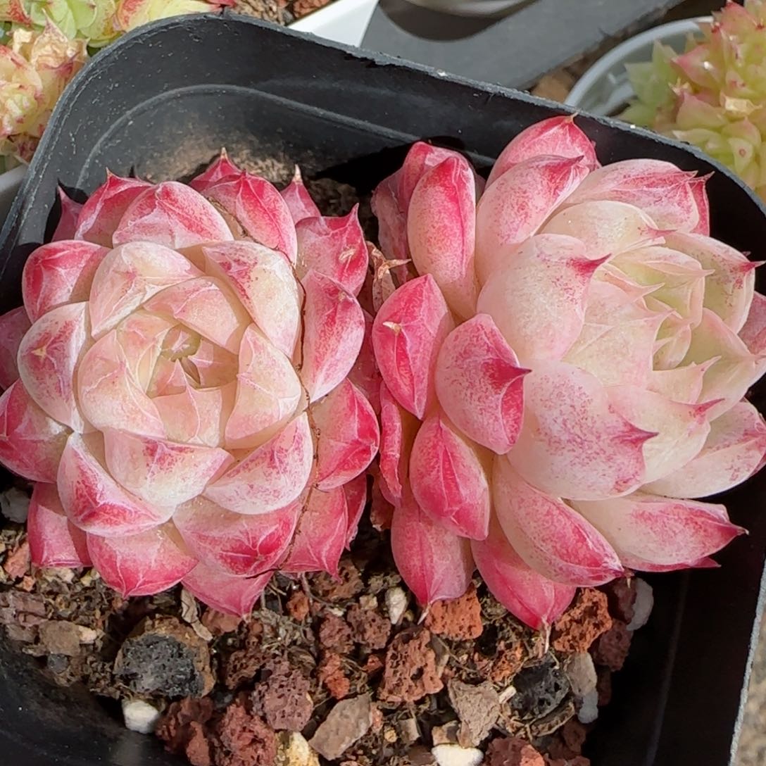 花语逸镜0226-253