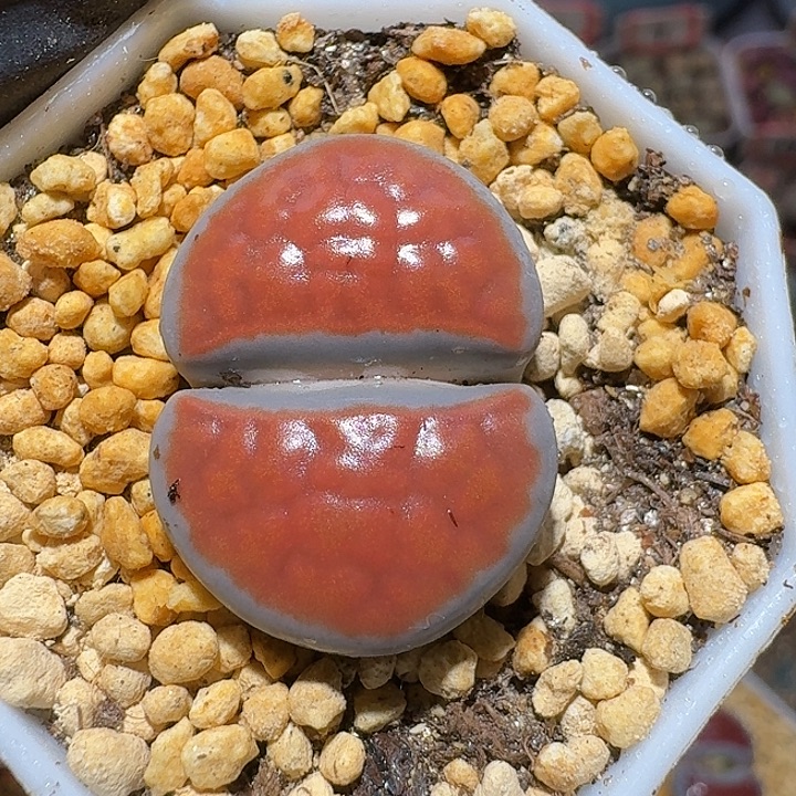 ****生石花1111122。 173