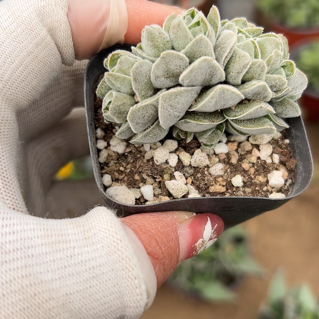 多肉植物多肉植物