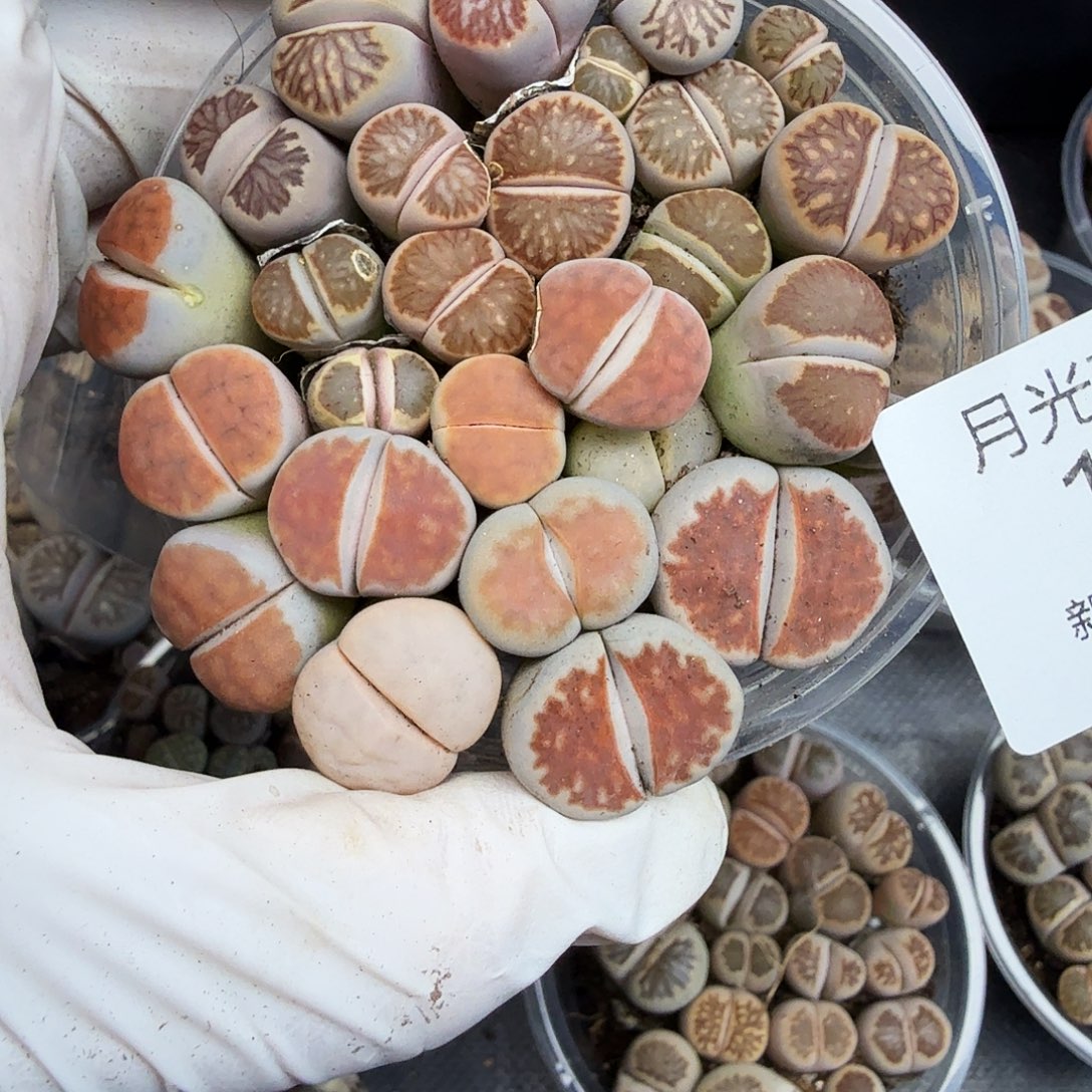 是一个不想被束缚到171好