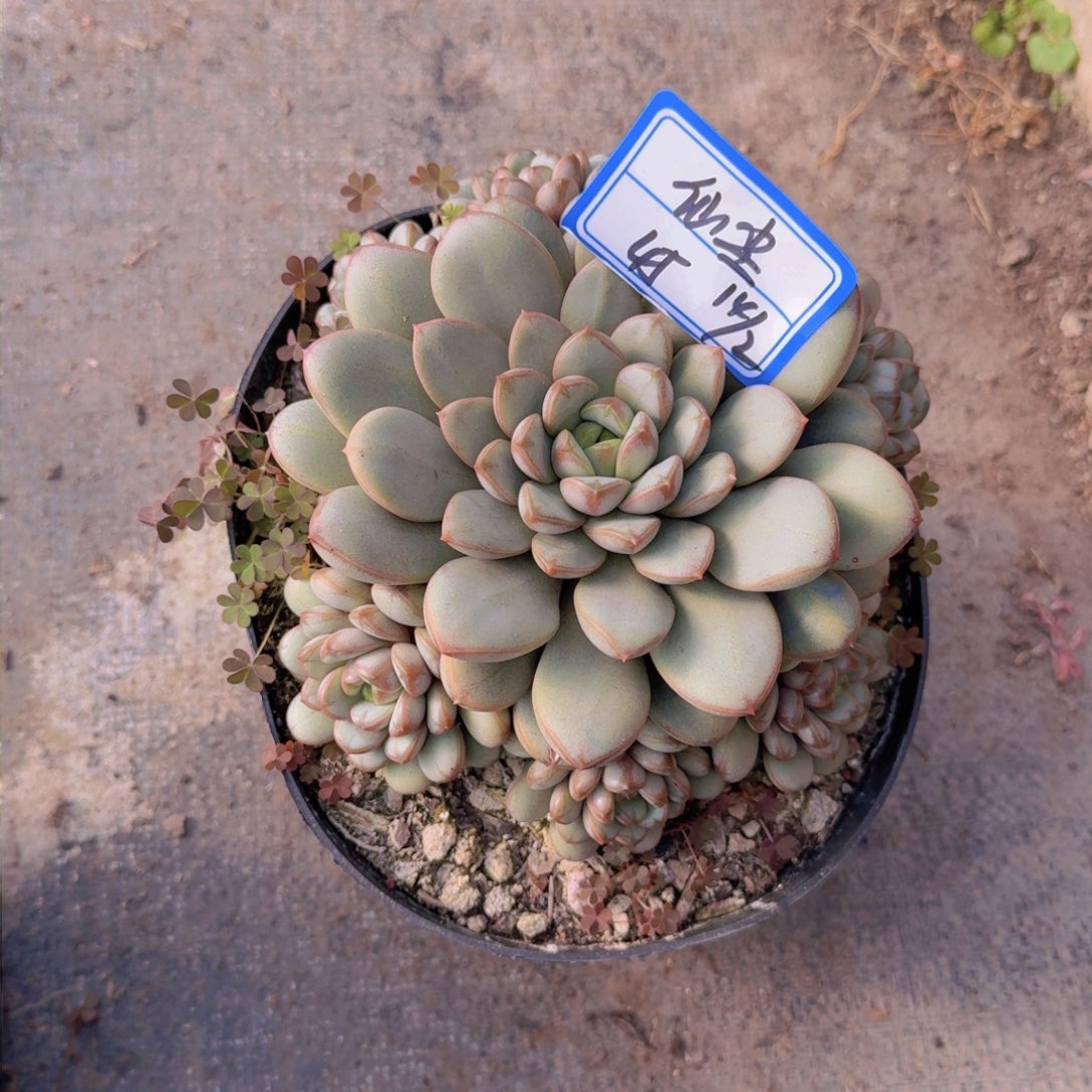 醉**尘仙尘葡萄凡艺多肉