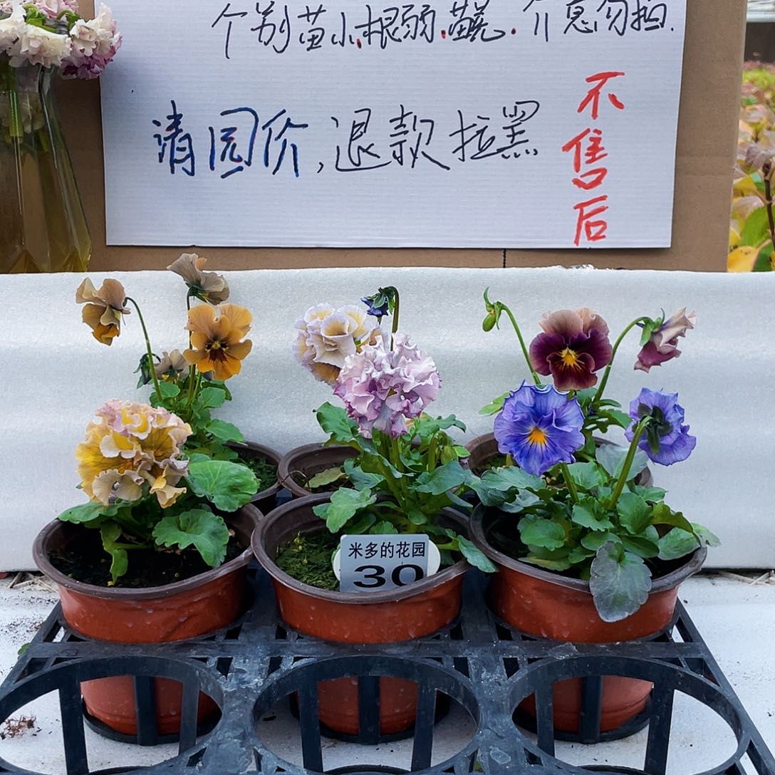 大部分花苞少量开放30