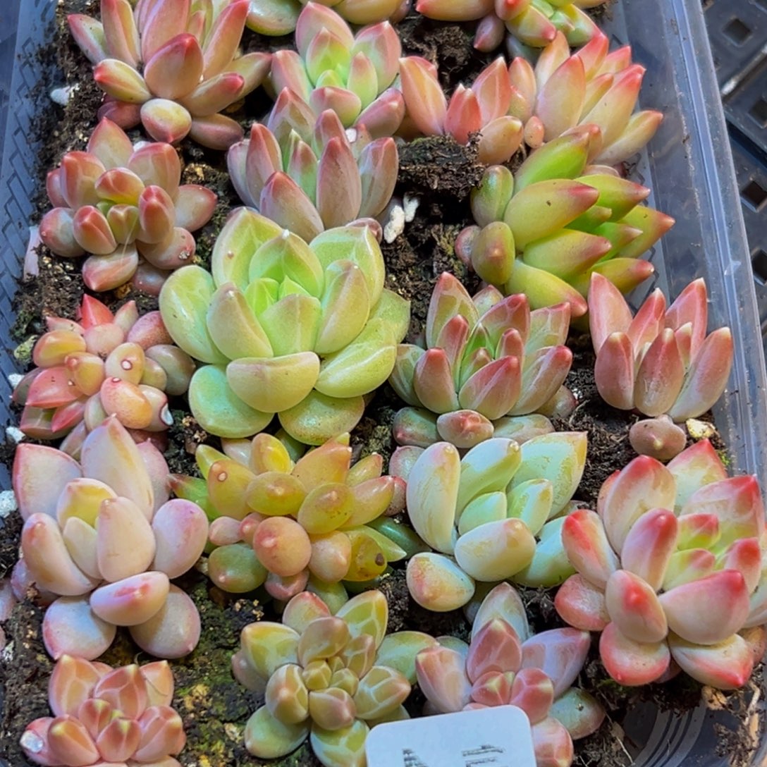 432多肉葡萄的味道是真的