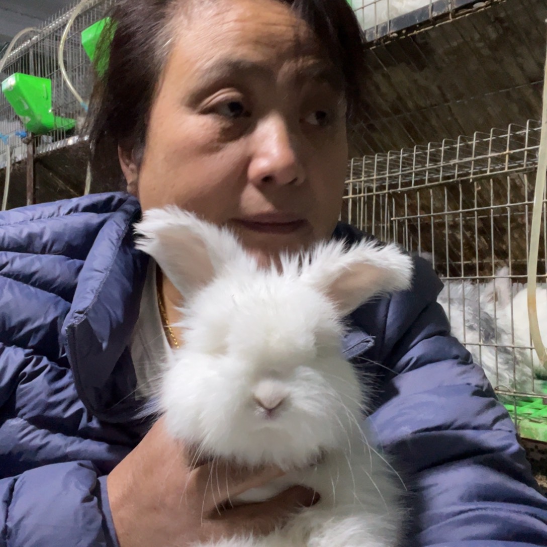 英系安哥拉宠物兔子