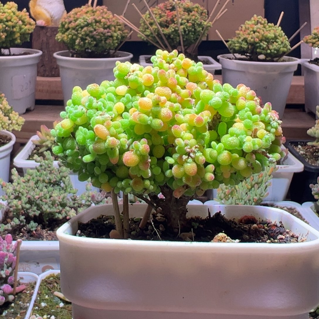 169金桔一物一拍包开箱