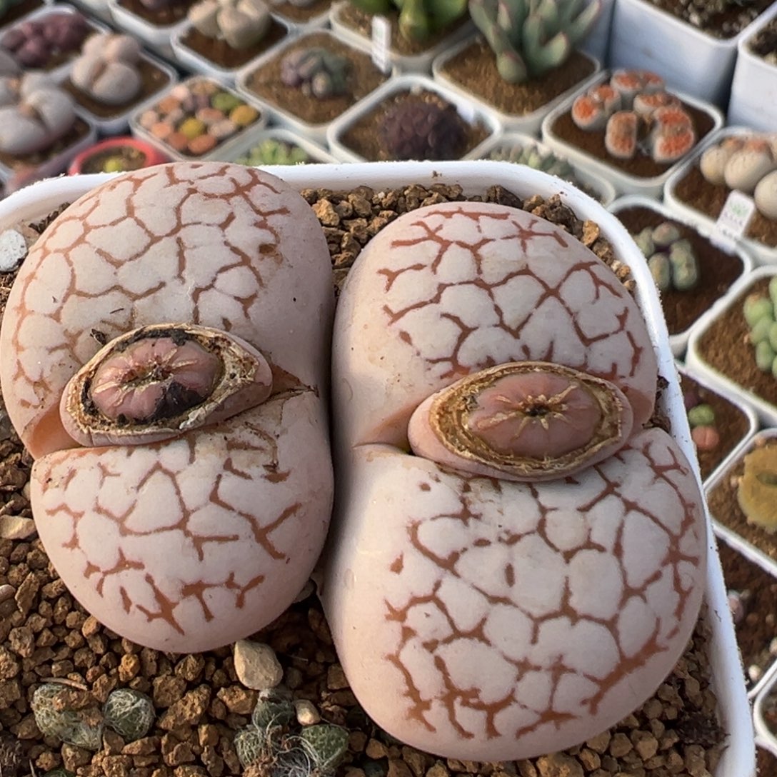 1006多肉植物百科植物