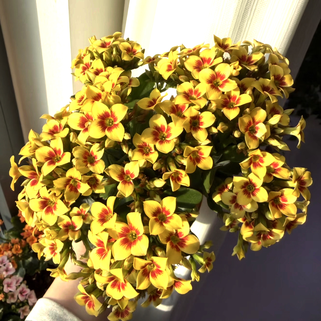 雷米：精品长寿带花苞发货（烂叶黄叶断个别花苞不售后，介意勿拍）