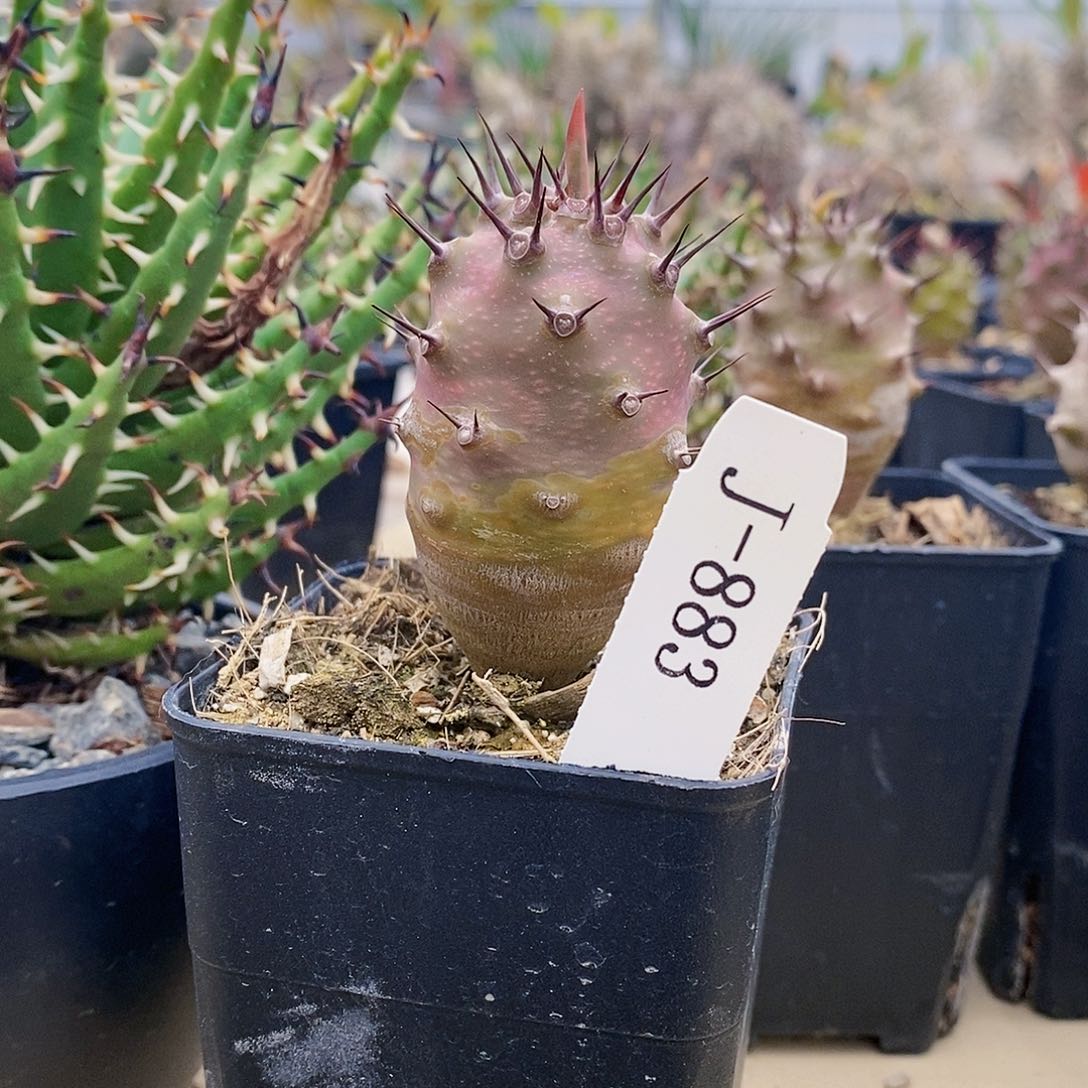 瓶干麒麟 多肉 块根