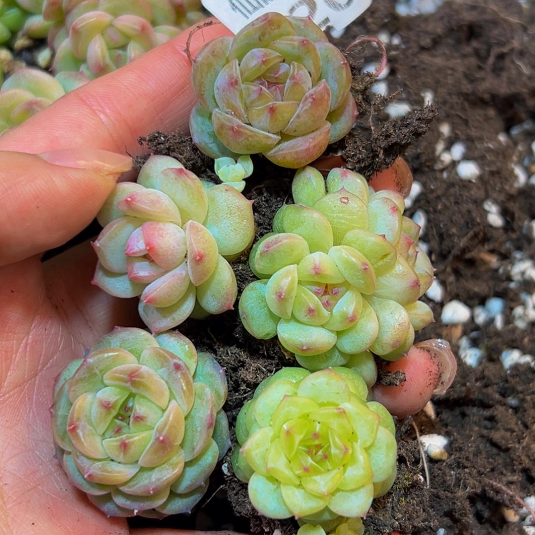 020多多肉的小伙伴们快