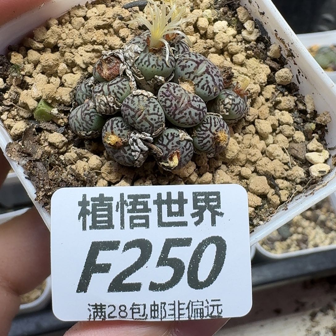多肉植物的润泽gb