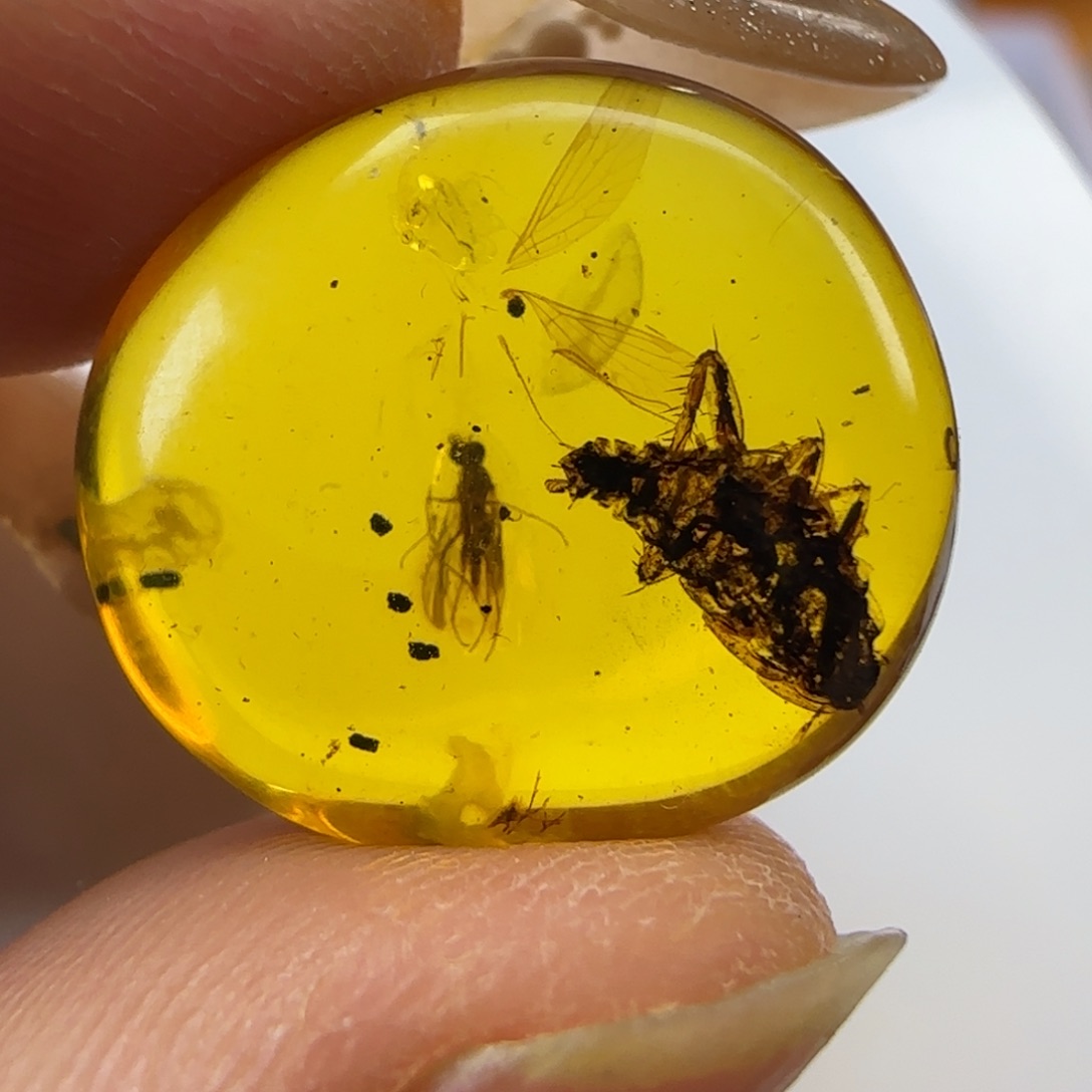 琥珀裸石未镶嵌蜂 蜚蠊