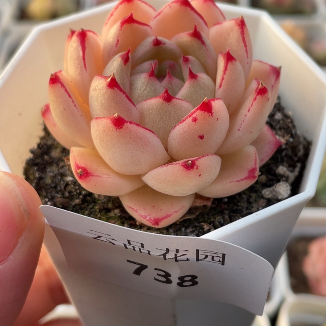 738号糖心冰心珍妮 萌芽