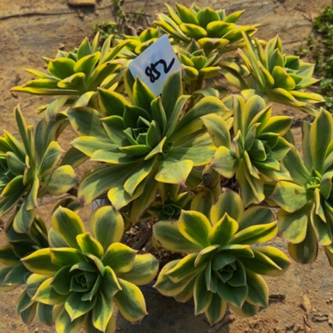 星爆多肉植物852多肉