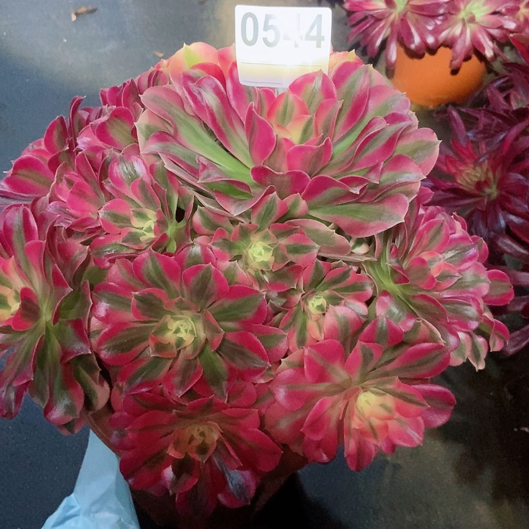 红陶善***言0544女巫4多肉